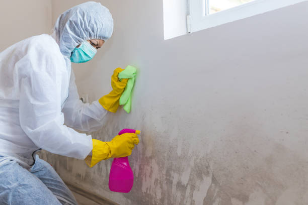 Environmental Consulting for Mold Prevention in Placentia, CA